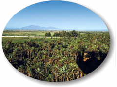 Palmerales  Rurales  a  8km  al sur de la ciudad de Elche